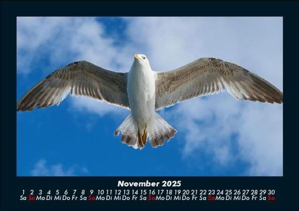 Produktbild: Welt der V&ouml;gel 2025 Fotokalender DIN A5