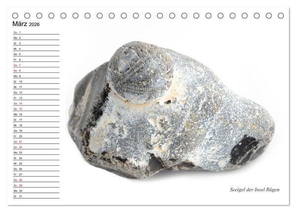 Produktbild: Fossilien - Versteinerte Relikte der Erdzeitalter (Tischkalender 2026 DIN A5 quer), CALVENDO Monatskalender