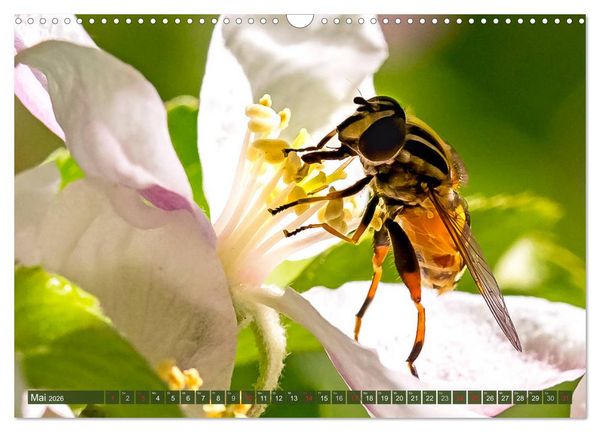 Produktbild: INSEKTEN - Makrofotografie in freier Natur (Wandkalender 2026 DIN A3 quer), CALVENDO Monatskalender