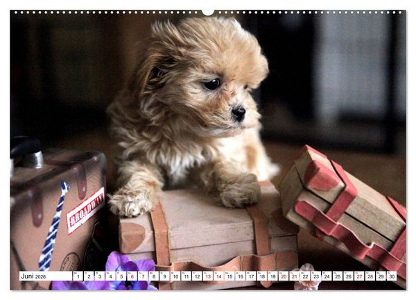 Produktbild: Bolonka Babykalender 2026 (Wandkalender 2026 DIN A2 quer), CALVENDO Monatskalender