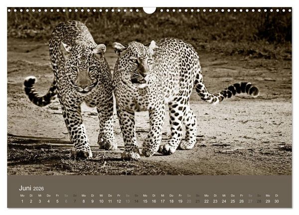 Produktbild: Wildes Afrika (Wandkalender 2026 DIN A3 quer), CALVENDO Monatskalender