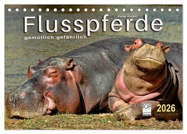 Produktbild: Flusspferde - gem&uuml;tlich gef&auml;hrlich (Tischkalender 2026 DIN A5 quer), CALVENDO Monatskalender