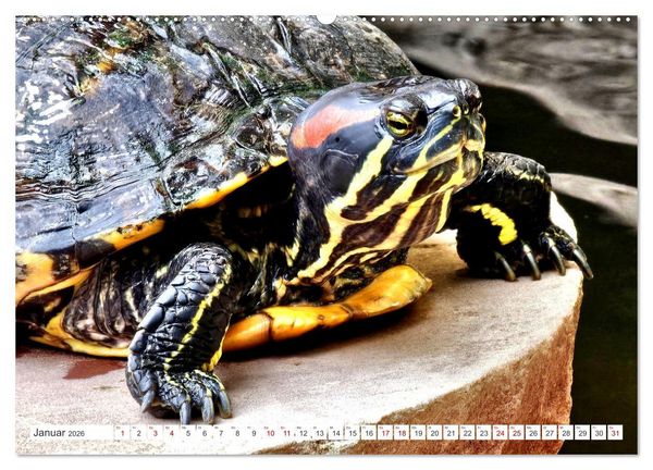 Produktbild: Schmuckschildkr&ouml;ten - Schmuckst&uuml;cke der Natur (hochwertiger Premium Wandkalender 2026 DIN A2 quer), Kunstdruck in Hochglanz