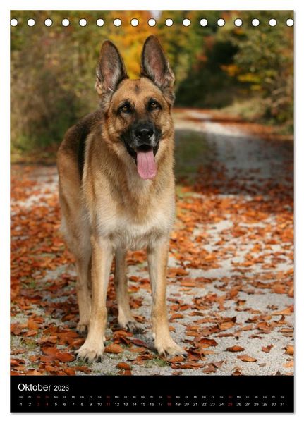Produktbild: Deutscher Sch&auml;ferhund (Tischkalender 2026 DIN A5 hoch), CALVENDO Monatskalender