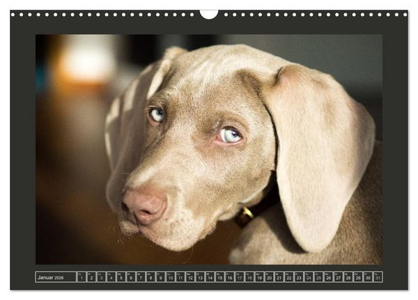 Produktbild: Weimaraner - Ein Welpenjahr (Wandkalender 2026 DIN A3 quer), CALVENDO Monatskalender