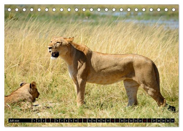 Produktbild: Faszination Botswana (Tischkalender 2026 DIN A5 quer), CALVENDO Monatskalender