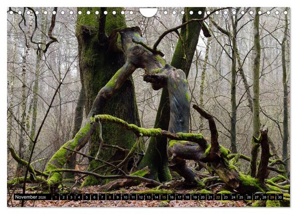 Produktbild: Magische Waldwesen (Wandkalender 2026 DIN A4 quer), CALVENDO Monatskalender