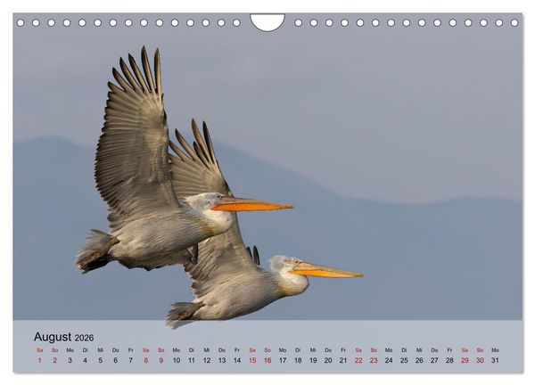 Produktbild: Krauskopfpelikane (Wandkalender 2026 DIN A4 quer), CALVENDO Monatskalender