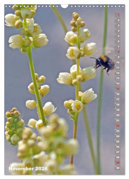 Produktbild: Blossom Love, von Bienen und Hummeln (Wandkalender 2026 DIN A3 hoch), CALVENDO Monatskalender