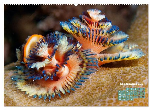 Produktbild: Oceans Alive - A World of Color and Diversity (High Quality Premium Wall Calendar 2027 DIN A2 landscape),CALVENDO 12 Month Wall Calendar