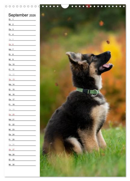 Produktbild: Deutscher Sch&auml;ferhund - unser bester Freund (Wandkalender 2026 DIN A3 hoch), CALVENDO Monatskalender