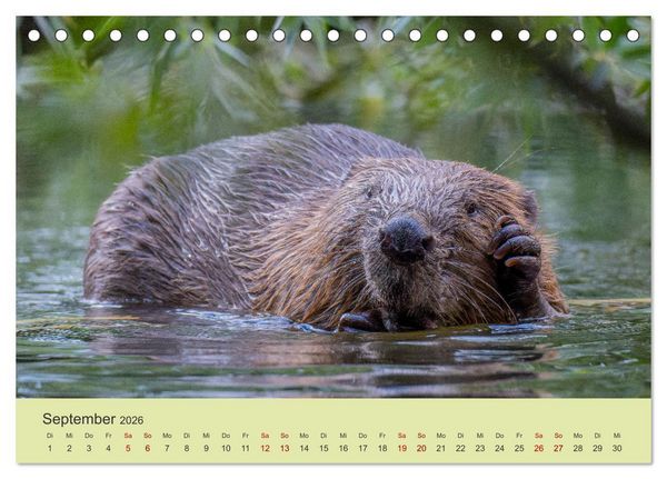 Produktbild: Faszination Biber (Tischkalender 2026 DIN A5 quer), CALVENDO Monatskalender