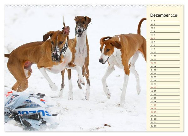 Produktbild: Windhund der W&uuml;ste - Der Azawakh (hochwertiger Premium Wandkalender 2026 DIN A2 quer), Kunstdruck in Hochglanz