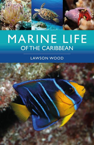 Produktbild: Marine Life of the Caribbean