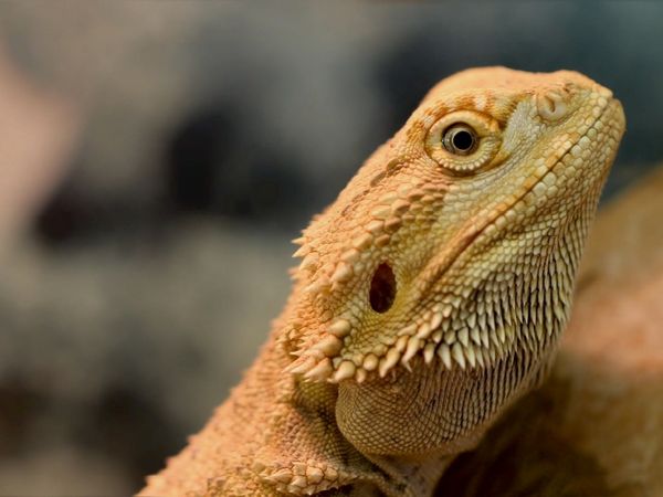 Produktbild: Bartagame (Puzzle)