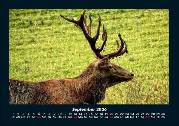 Produktbild: Tiere in der Wildnis 2026 Fotokalender DIN A4