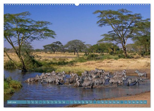 Produktbild: Afrikas Tierwelt: Zebras (hochwertiger Premium Wandkalender 2026 DIN A2 quer), Kunstdruck in Hochglanz