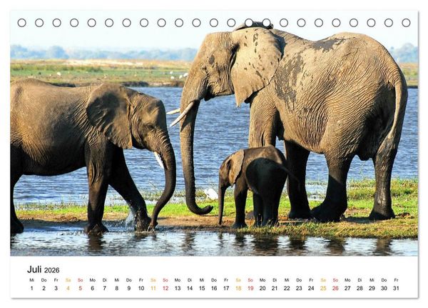 Produktbild: Elefanten Impressionen (Tischkalender 2026 DIN A5 quer), CALVENDO Monatskalender