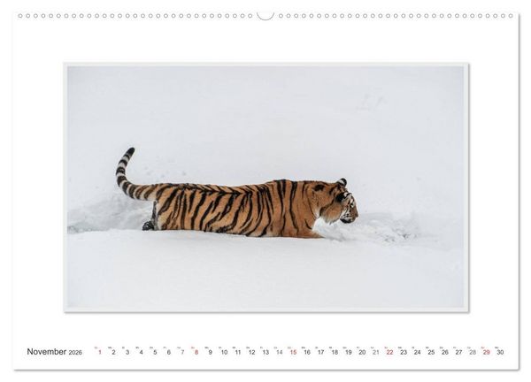 Produktbild: Emotionale Momente: Tiger - Kraft & Sch&ouml;nheit. / CH-Version (Wandkalender 2026 DIN A2 quer), CALVENDO Monatskalender