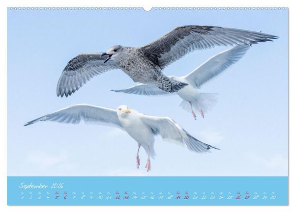 Produktbild: M&ouml;wen die Begleiter an Meer und See (hochwertiger Premium Wandkalender 2026 DIN A2 quer), Kunstdruck in Hochglanz