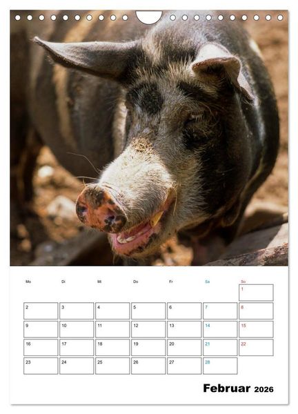 Produktbild: Schweine 2026 (Wandkalender 2026 DIN A4 hoch), CALVENDO Monatskalender