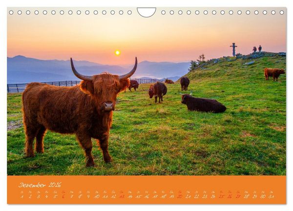 Produktbild: Friedliche K&uuml;he (Wandkalender 2026 DIN A4 quer), CALVENDO Monatskalender