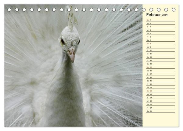 Produktbild: Pfaue. Pr&auml;chtig und schillernd (Tischkalender 2026 DIN A5 quer), CALVENDO Monatskalender