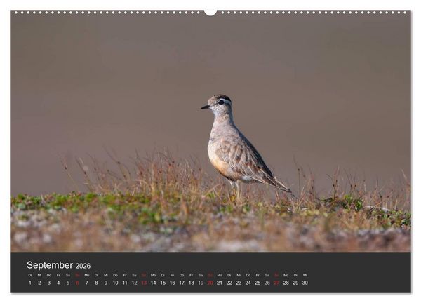 Produktbild: V&ouml;gel im Norden Europas (hochwertiger Premium Wandkalender 2026 DIN A2 quer), Kunstdruck in Hochglanz