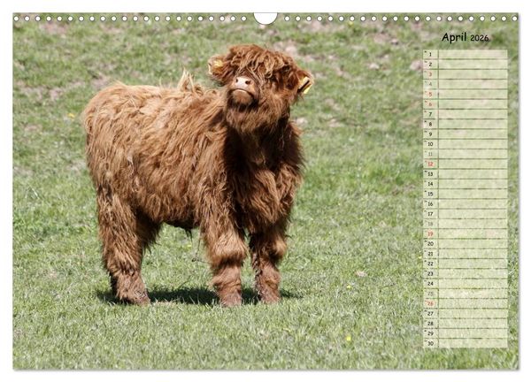Produktbild: Gl&uuml;ckliche K&uuml;he (Wandkalender 2026 DIN A3 quer), CALVENDO Monatskalender