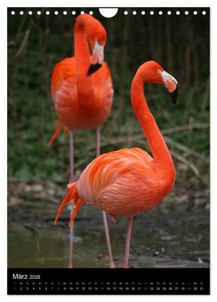Produktbild: Flamingos - Eleganz in Rot und Rosa (Wandkalender 2026 DIN A4 hoch), CALVENDO Monatskalender