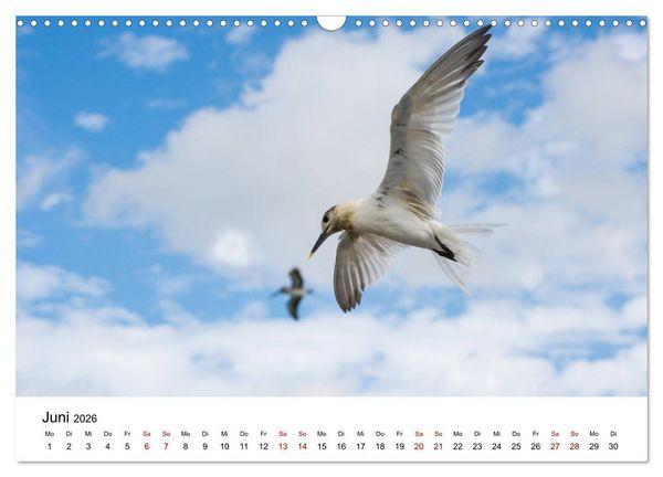 Produktbild: M&ouml;wen am Meer (Wandkalender 2026 DIN A3 quer), CALVENDO Monatskalender