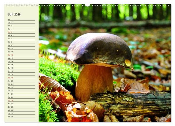 Produktbild: Pilze und Pilzgerichte (hochwertiger Premium Wandkalender 2026 DIN A2 quer), Kunstdruck in Hochglanz