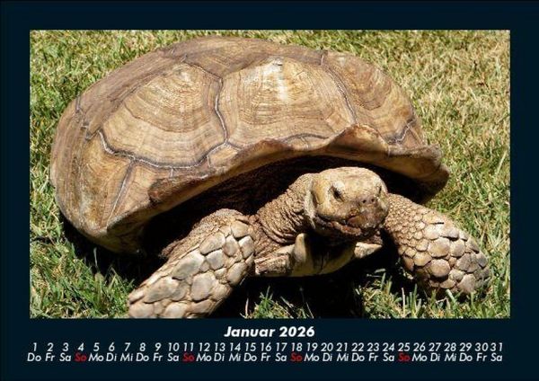 Produktbild: Schildkr&ouml;tenzauber 2026 Fotokalender DIN A5