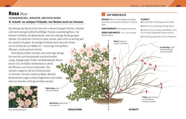 Produktbild: Gartenwissen Pflanzenschnitt