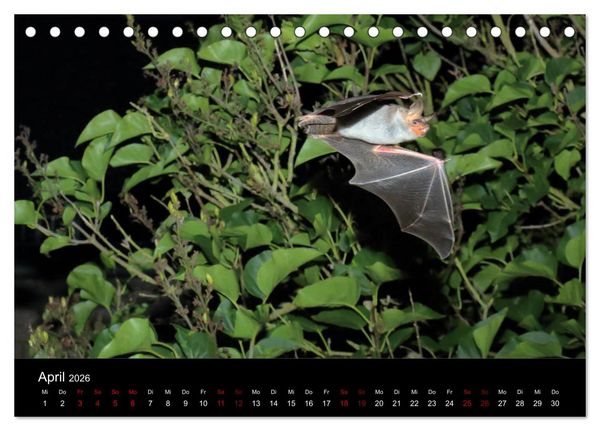Produktbild: Flederm&auml;use - J&auml;ger der Nacht (Tischkalender 2026 DIN A5 quer), CALVENDO Monatskalender