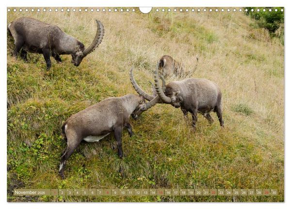 Produktbild: Steinwild am Pilatus (Wandkalender 2026 DIN A3 quer), CALVENDO Monatskalender