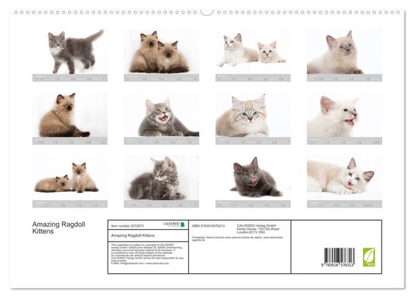 Produktbild: Amazing Ragdoll Kittens (High Quality Premium Wall Calendar 2026 DIN A2 landscape),CALVENDO 12 Month Wall Calendar
