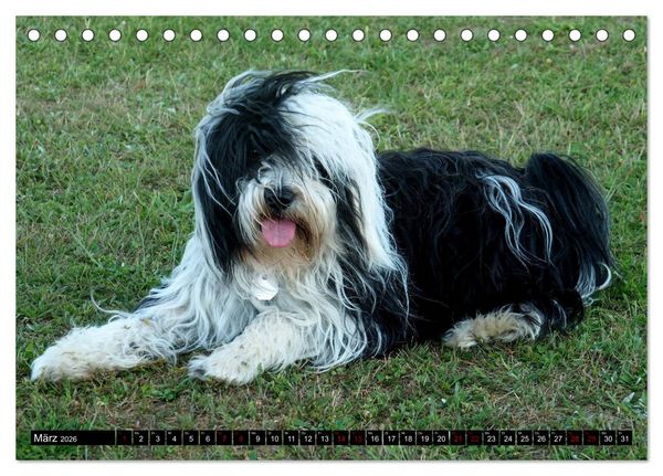 Produktbild: Tibet-Terrier - Eine Hunderasse mit Charakter (Tischkalender 2026 DIN A5 quer), CALVENDO Monatskalender