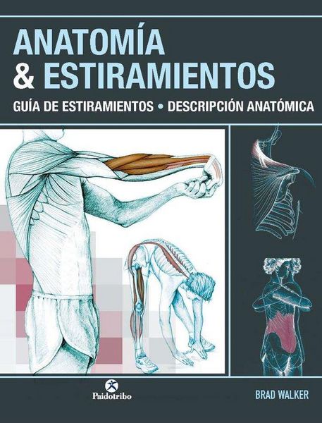 Produktbild: Anatom&iacute;a & estiramientos : gu&iacute;a de estiramientos : descripci&oacute;n anat&oacute;mica