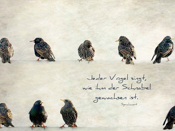 Produktbild: CALVENDO Puzzle Jeder Vogel singt, wie ihm der Schnabel gewachsen ist | 1000 Teile Lege-Gr&ouml;&szlig;e 64x48cm Foto-Puzzle f&uuml;r gl&uuml;ckliche Stunden