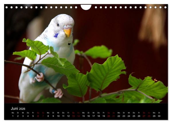 Produktbild: Wellensittichtr&auml;ume - Der neue Wellensittich-Naturkalender (Wandkalender 2026 DIN A4 quer), CALVENDO Monatskalender