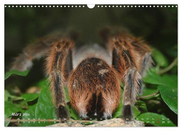 Produktbild: Vogelspinnen (Wandkalender 2026 DIN A3 quer), CALVENDO Monatskalender