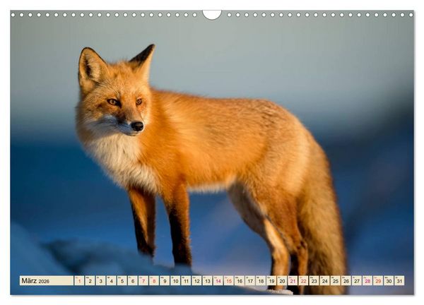 Produktbild: Fuchs - schlauer R&auml;uber (Wandkalender 2026 DIN A3 quer), CALVENDO Monatskalender