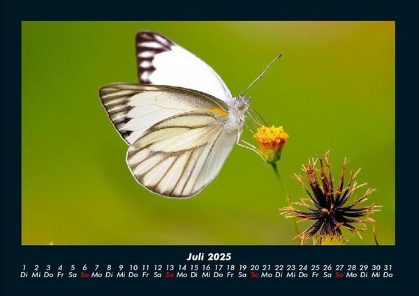 Produktbild: Welt der Tiere 2025 Fotokalender DIN A4
