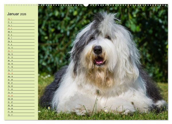 Produktbild: Traumhund Bobtail (hochwertiger Premium Wandkalender 2026 DIN A2 quer), Kunstdruck in Hochglanz
