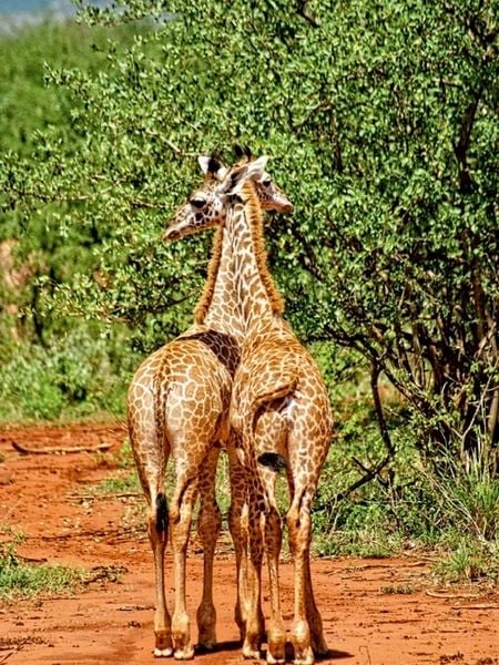 Produktbild: CALVENDO Puzzle Giraffen | 1000 Teile Lege-Gr&ouml;&szlig;e 64x48cm Foto-Puzzle f&uuml;r gl&uuml;ckliche Stunden