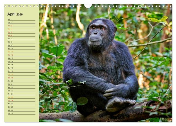 Produktbild: Ugandas wilde Menschenaffen (Wandkalender 2026 DIN A3 quer), CALVENDO Monatskalender