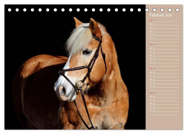 Produktbild: Haflinger / Geburtstagskalender (Tischkalender 2026 DIN A5 quer), CALVENDO Monatskalender