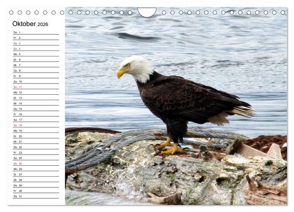 Produktbild: Wei&szlig;kopfseeadler. Symbol der Freiheit (Wandkalender 2026 DIN A4 quer), CALVENDO Monatskalender