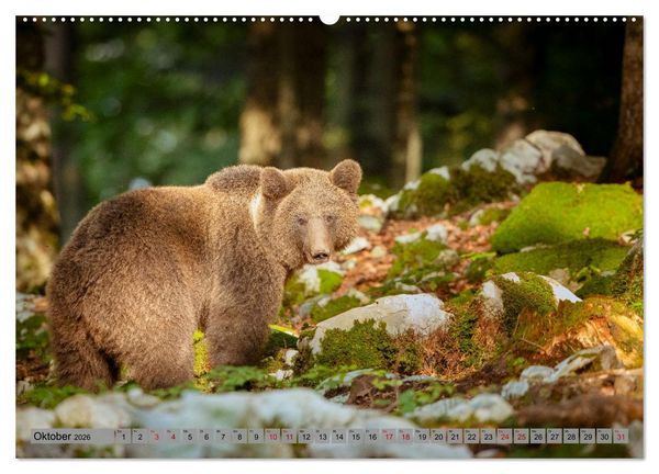 Produktbild: Krafttier B&auml;r (hochwertiger Premium Wandkalender 2026 DIN A2 quer), Kunstdruck in Hochglanz